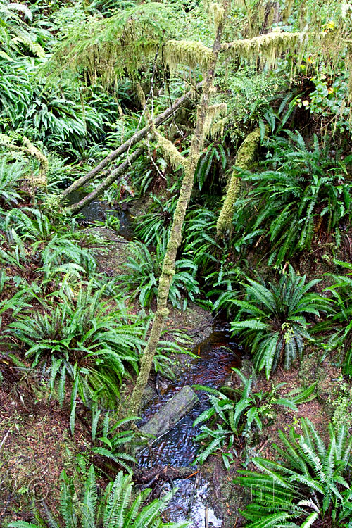 Een klein stroompje door het regenwoud bij Schooner Cove op Vancouver Island