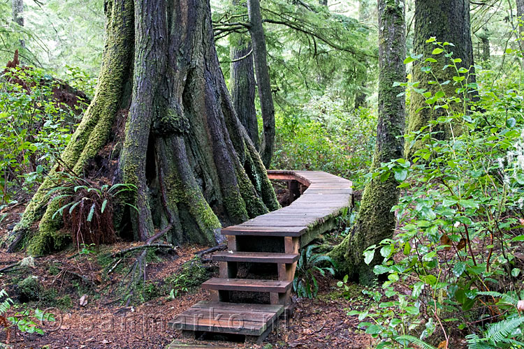 Het vlonder pad naast een Giant Cedar bij Schooner Cove in Pacific Rim NP