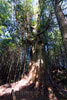 Een van de vele Giant Cedars langs het wandelpad bij Schooner Cove in Pacific Rim NP