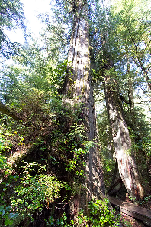 Een grote Gian Cedar langs het wandelpad bij Schooner Cove in Pacific Rim NP