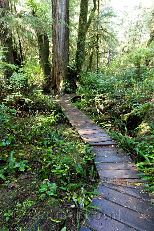 Het oude vlonder pad door de mooie natuur bij Schooner Cove in Pacific Rim NP