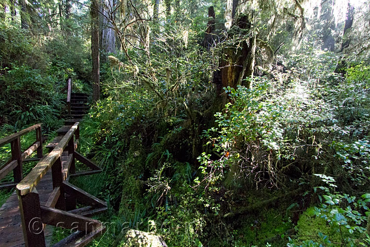 Een laatste foto van de schitterende natuur bij Schooner Cove in Pacific Rim NP