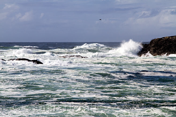 De gloven beuken door de storm op de rosten bij South Beach