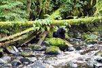 De eerste beer die we zien bij Thornton Creek Hatchery bij Ucluelet