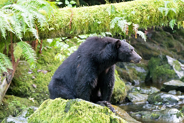 Deze grote zwarte beer wacht op zalm bij de Thornton Creek Hatchery