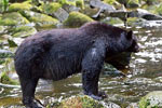 Een moeder zwarte beer op zoek naar voedsel voor haar jongen