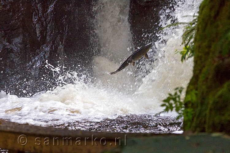 Springende zalm in de waterval bij de Thornton Creek Hatchery bij Ucluelet