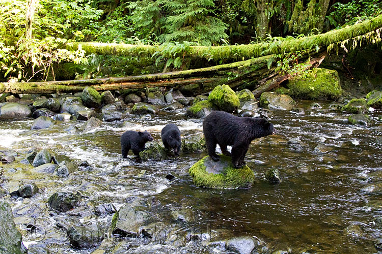 Een moeder zwarte beer met twee jongen in de Thornton Creek