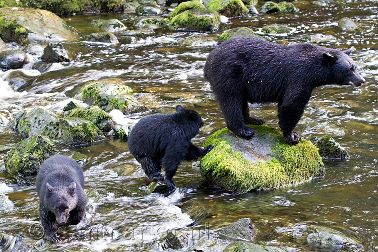 Een mooie foto van moeder beer met haar twee jongen in de Thornton Creek