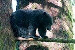 De kleine zwarte beer wacht hoog in de boom op zijn moeder