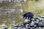 Een zwarte beer wandelt net onder het vlonder pad langs de oever