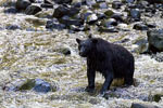 Een grote zwarte beer in de Thornton Creek bij Ucluelet
