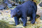 De grote zwarte beer wandelt langs de Thornton Creek bij Ucluelet