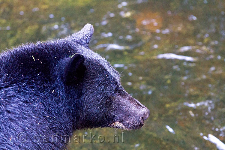 Zo dichtbij, de kop van een zwarte beer bij de Thornton Creek bij Ucluelet