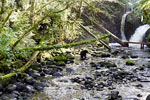 De waterval en zwarte beren in de Thornton Creek bij Ucluelet