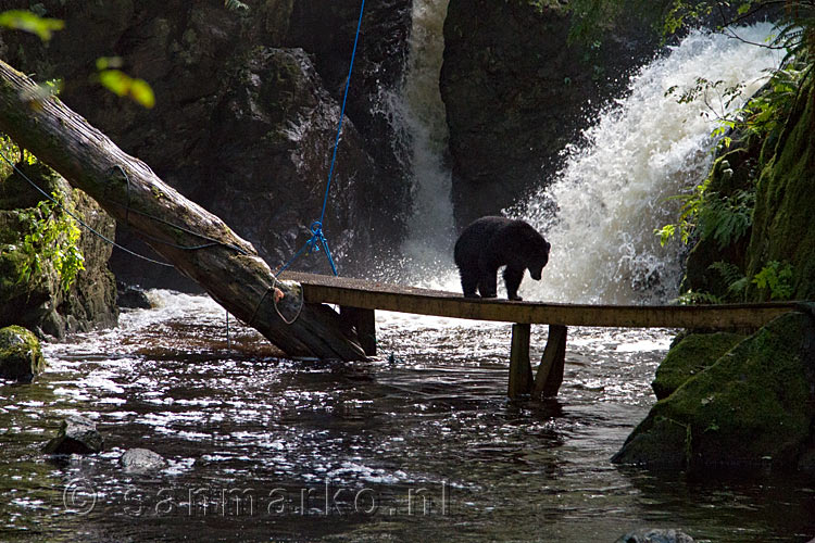 De zwarte beer wandelt over het vlonder pad voor de waterval