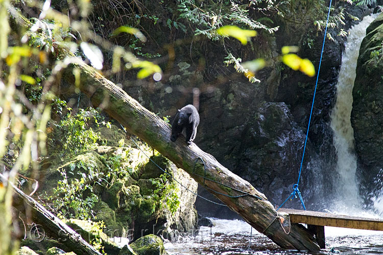 De zwarte beer op zoek naar Zalm vanaf een grote boom in de Thornton Creek