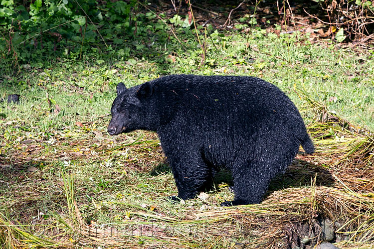 Een zwarte beer in de zon langs de oever van de Thornton Creek