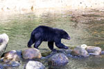 Een zwarte beer sprinngt over stenen op zoek naar zalm