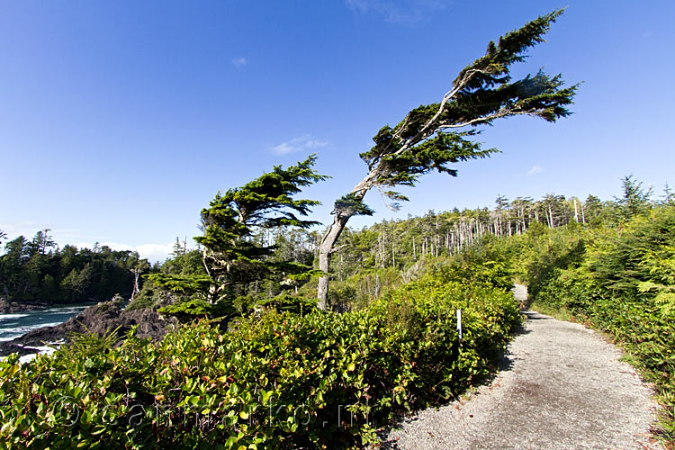 Het wandelpad van de Wild Pacific Trail bij Ucluelet op Vancouver Island