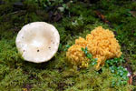 Mooie paddenstoelen langs het wandelpad naar de Lady Falls in Strathcona Prov. Park