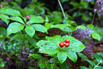 Cornus Canadensis langs het wandelpad naar de Lady Falls op Vancouver Island