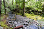 Wandelen door mooie bossen naar de Lupin Falls in Strathcona Provincial Park