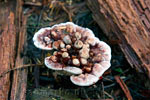 Een schitterende paddenstoel langs het wandelpad naar de Lupin Falls op Vancouver Island