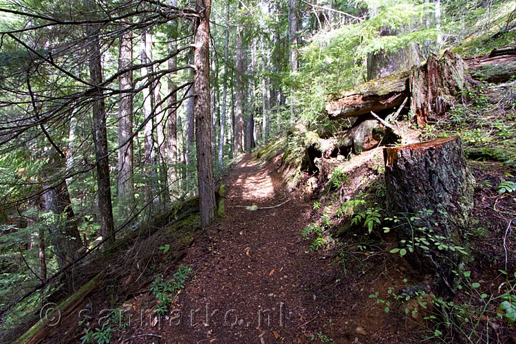 Het wandelpad naar de Lupin Falls in Strathcona Provincial Park op Vancouver Island