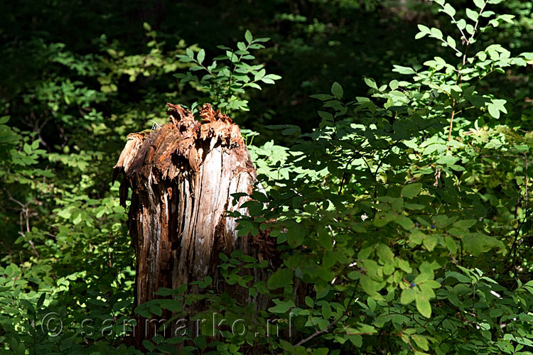 Een omgeknakte boom in de Paradise Meadows in Strathcona Prov. Park op Vancouver Island