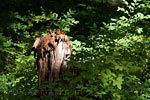 Een omgeknakte boom in de Paradise Meadows in Strathcona Prov. Park op Vancouver Island