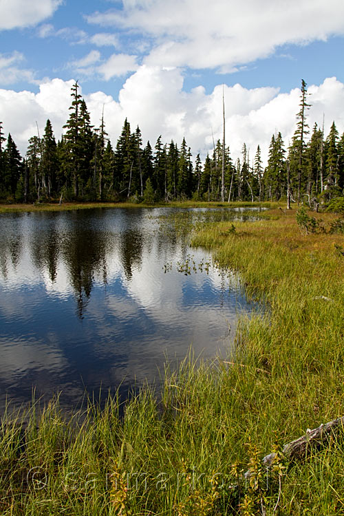 Wandelen door de schitterende natuur van de Paradise Meadows in Strathcona Prov. Park