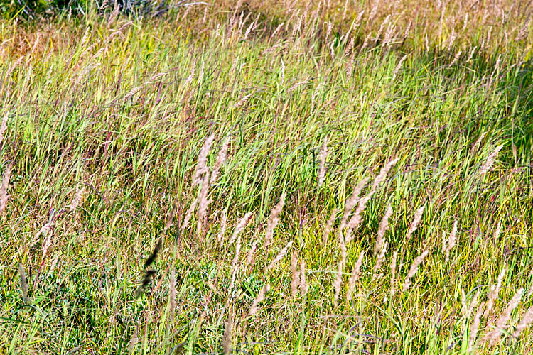 Het gras op de Paradise Meadows op Vancouver Island in Strathcona Prov. Park