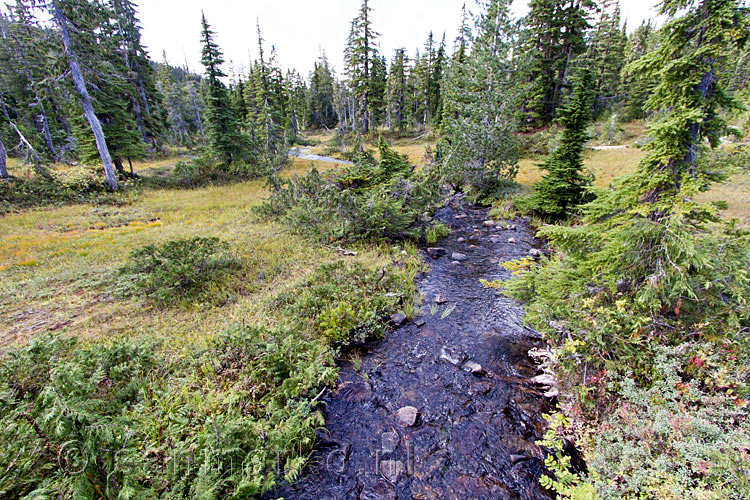 Een stromend beekje in de natuur van de Paradise Meadows in Strathcona Prov. Park