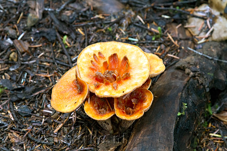 Paddenstoelen langs het wandelpad door de Paradise Meadows op Vancouver Island