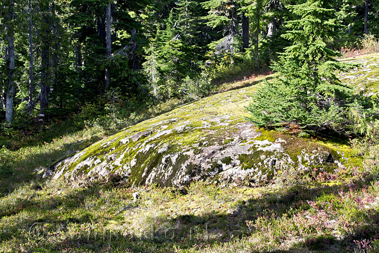 De mooie natuur van de Paradise Meadows in Strathcona Prov. Park