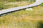 Het vlonder pad door de Paradise Meadows op Vancouver Island
