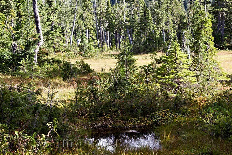 Wandelend door de Paradise Meadows met schitterende uitzichten