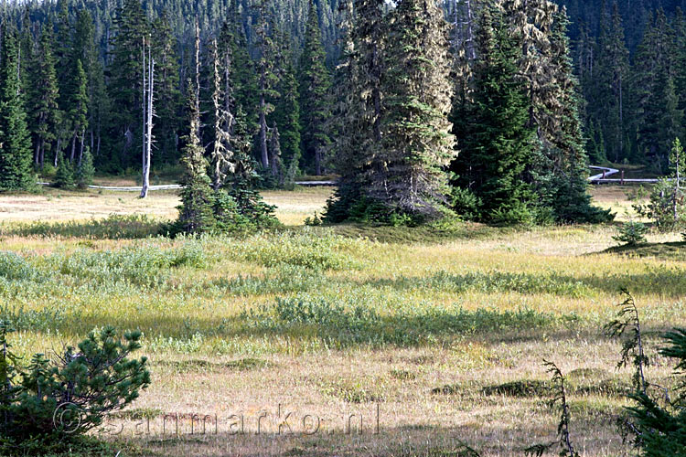 De Paradise Meadows in Strathcona Provincial Park op Vancouver Island