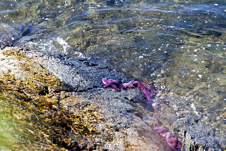 Rode zeesterren in het water langs de kust bij Francis Point