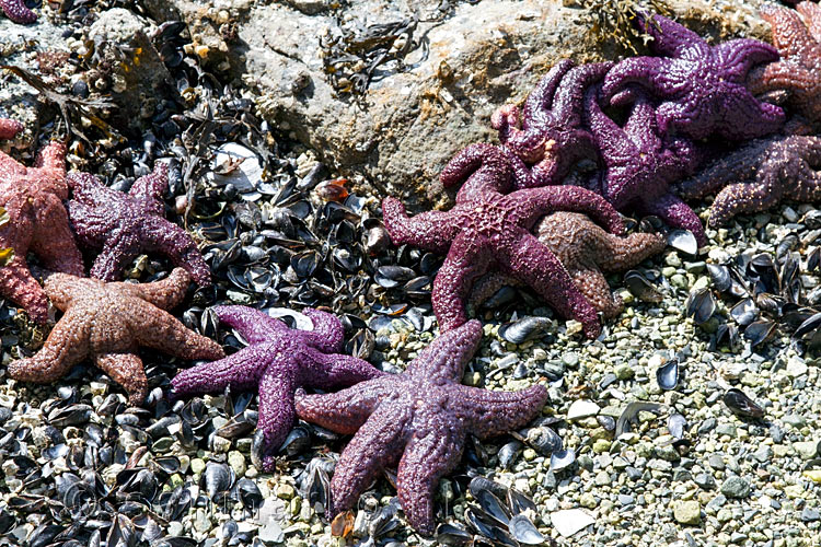 In de zon, op het strand liggen de rode zeesterren wachtend op hoog water