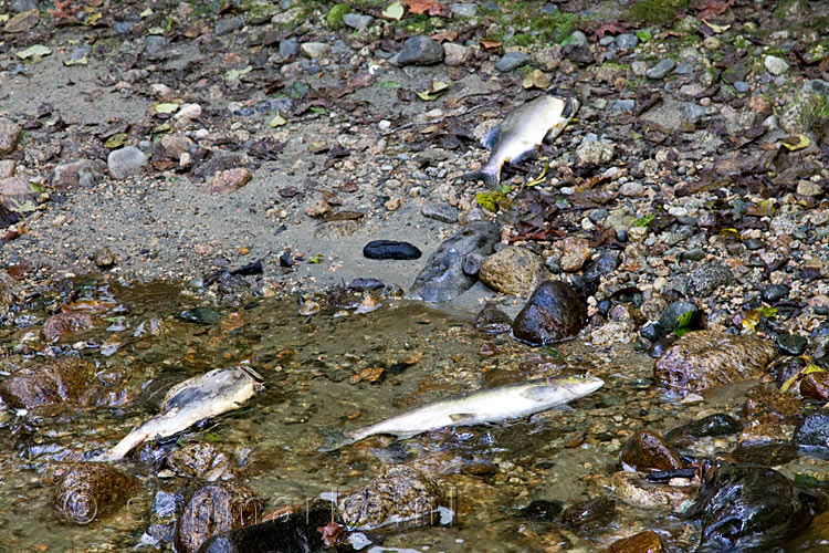 Dode zalm in het water bij de Porpoise Bay bij Sechelt