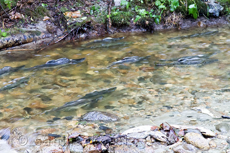 Vechtende zalm in het water bij de Porpoise Bay aan de Sunshine Coast