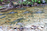 Vechtende zalm in het water bij de Porpoise Bay aan de Sunshine Coast