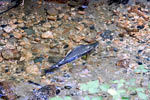 Een zalm in ondiep water bij de Porpoise Bay aan de Sunshine Coast