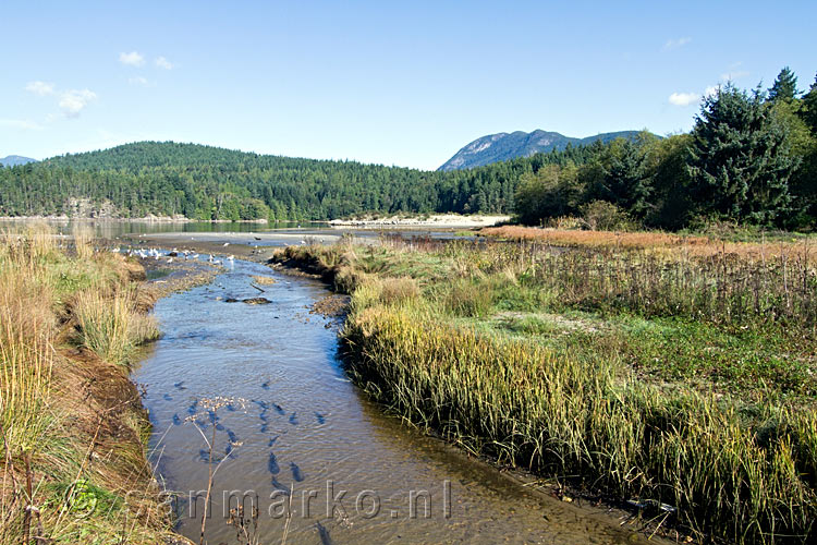 De inlet van de Porpoise Bay aan de Sunshine Coast bij Sechelt