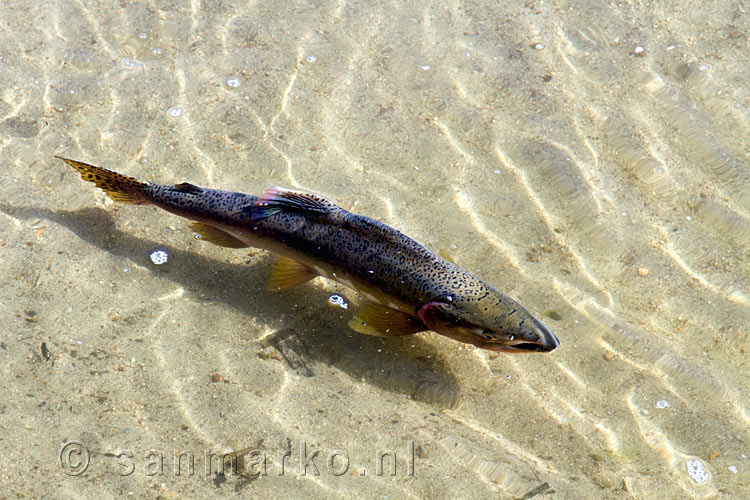 Een zalm in het heldere water bij de Porpoise Bay bij Sechelt