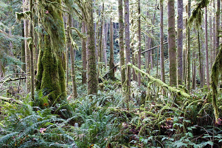 De ongerepte natuur in het Skookumchuck Narrows Provincial Park in de Sunshine Coast