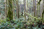 De ongerepte natuur in het Skookumchuck Narrows Provincial Park in de Sunshine Coast