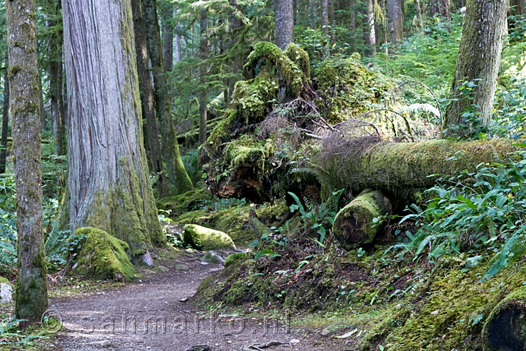 Het wandelpad door de natuur naar de Skookumchuck Narrows is schitterend